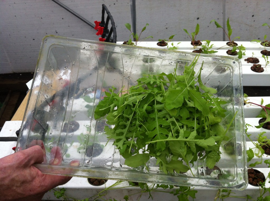 We got a great crop of rocket from just one downpipe. If we can get pipes on a rotation we will have a consistent and regular supply!