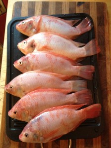 Tilapia Harvest