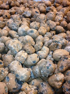 White fly in pebbles